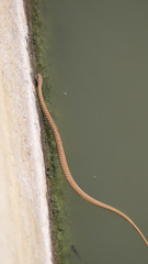 Coluber constrictor