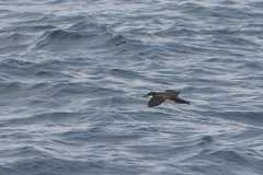 Puffinus subalaris