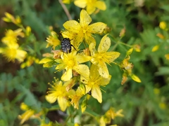 Hypericum elegans