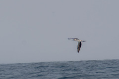 Sula nebouxii excisa