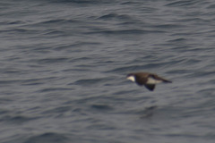 Puffinus subalaris