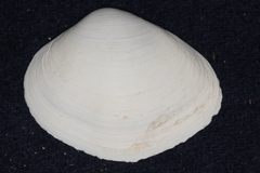 Cyclomactra ovata