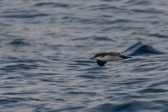 Puffinus subalaris