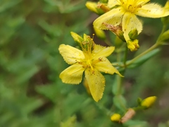 Hypericum elegans