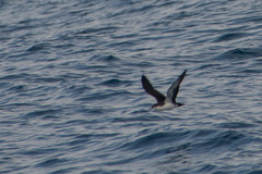 Puffinus subalaris