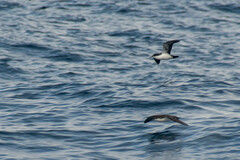 Puffinus subalaris
