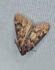 Aglossa