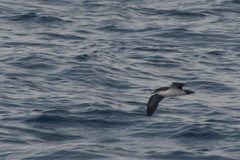 Puffinus subalaris