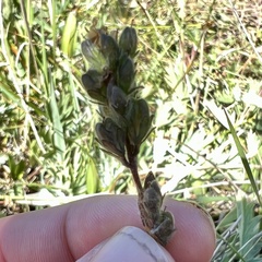 Veronica wormskjoldii