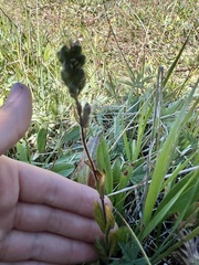 Veronica wormskjoldii