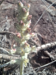 Lachenalia