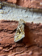 Chrysodeixis includens