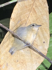 Myrmotherula