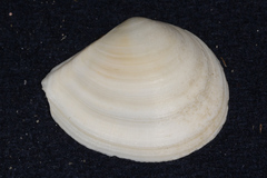 Macomona liliana
