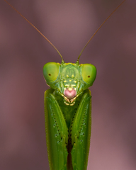 Orthodera ministralis
