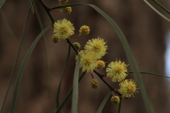 Acacia elongata
