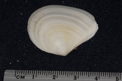 Macomona liliana