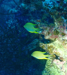 Amblyglyphidodon aureus