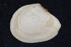 Macomona liliana