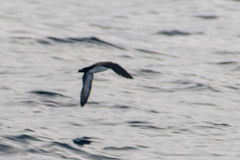 Puffinus subalaris