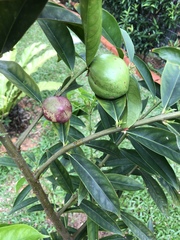 Phaleria macrocarpa