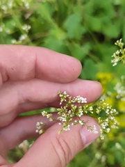 Galium octonarium