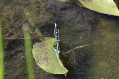 Enallagma carunculatum