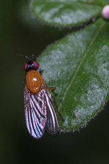 Lauxaniidae