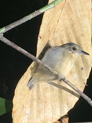 Myrmotherula