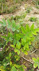 Galega orientalis