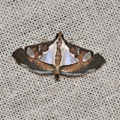 Glyphodes actorionalis