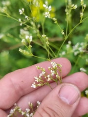 Galium octonarium