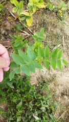 Galega orientalis