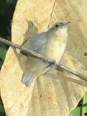 Myrmotherula
