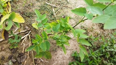 Galega orientalis