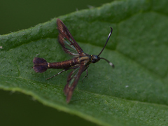 Synanthedon hela