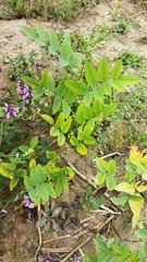 Galega orientalis