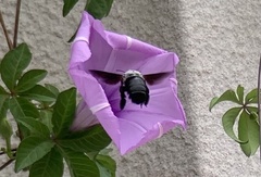 Xylocopa abbotti