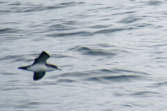 Puffinus subalaris