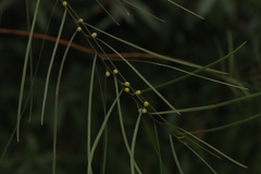 Acacia elongata