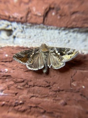 Chrysodeixis includens