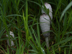 Coprinus