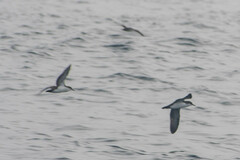 Puffinus subalaris