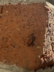 Galasa nigrinodis
