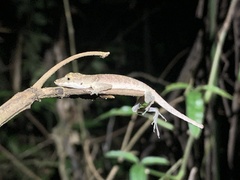 Anolis fuscoauratus