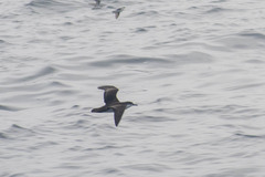 Puffinus subalaris