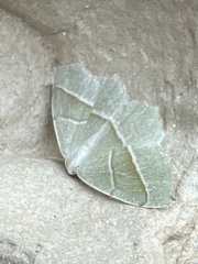 Campaea margaritaria