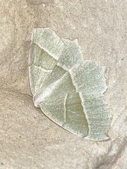 Campaea margaritaria