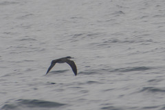 Puffinus subalaris