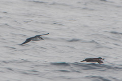 Puffinus subalaris